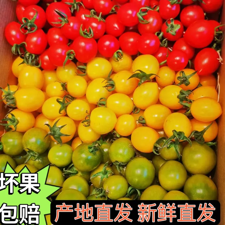 【顺丰】多彩自然三色酸甜新鲜小番茄圣女果千禧产地三色圣女果