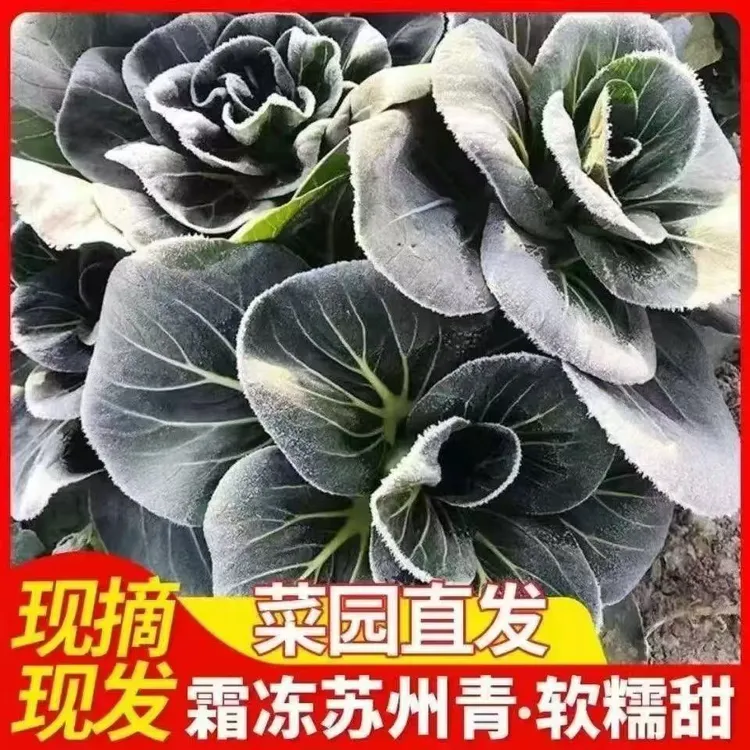 霜冻苏州青当季霜冻青菜网红新鲜露天青菜香糯软甜露天种植青菜