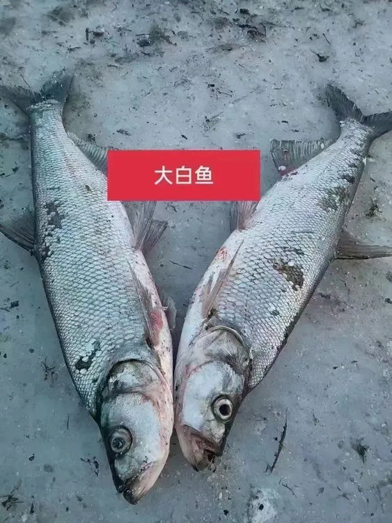 东北冷水翘嘴大白鱼2条共6-7斤