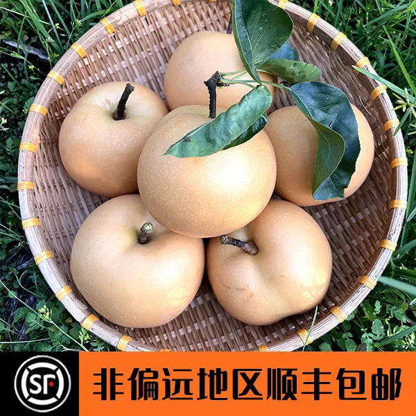HRYOUP正宗山东烟台莱阳产区鲜美秋月梨脆甜多汁非偏远顺丰包邮