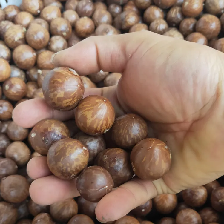 云南保山2025年澳洲坚果孕妇零食夏威夷果未开口饱满好吃通货包邮