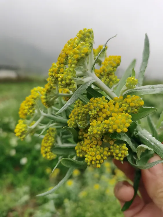 姑姑田园自长鼠曲草清明草白头艾草新鲜现摘