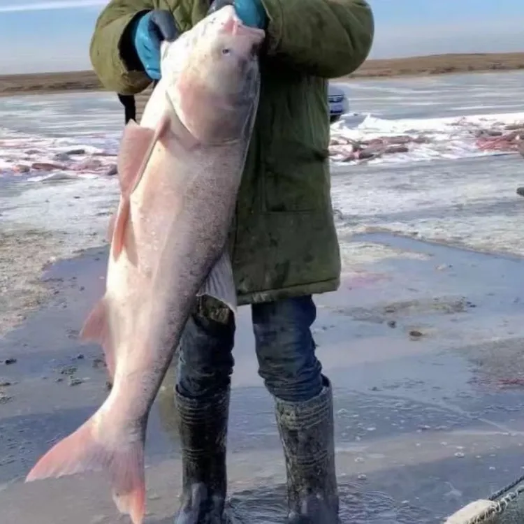 冬捕胖头鱼（6斤一条至43斤一条）包邮 礼盒装