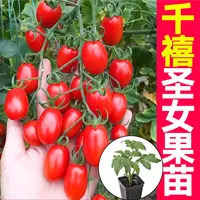 红千禧番茄秧苗四季可种红色樱桃西红柿苗超甜圣女果露天阳台种植