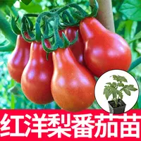 寿光红洋梨番茄苗秧 春秋四季阳台盆栽苗 红黄樱桃西红柿圣女果籽