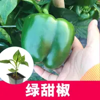 寿光绿方椒秧苗易种带土球圆椒甜椒种苗四季种植阳台庭院蔬菜苗