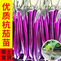 蔬菜盆栽茄子长茄线茄杭茄秧苗带土育苗耐寒种植品质发货基地