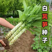四季莴笋种子香莴苣种籽苗秋季青笋菜种耐热高产盆栽农家蔬菜种孑