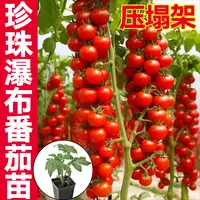 寿光珍珠瀑布番茄秧苗西红柿高产串收樱桃红色千禧四季高产压趴架