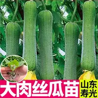 四季肉丝瓜秧苗高产盆栽阳台蔬菜苗顺直香丝瓜老品种易种苗秧