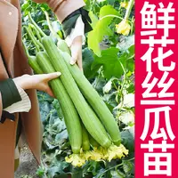 四季鲜花丝瓜秧苗高产盆栽阳台蔬菜苗顺直香丝瓜老品种易种苗秧