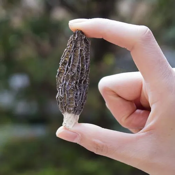 深林中的精灵--羊肚菌50克