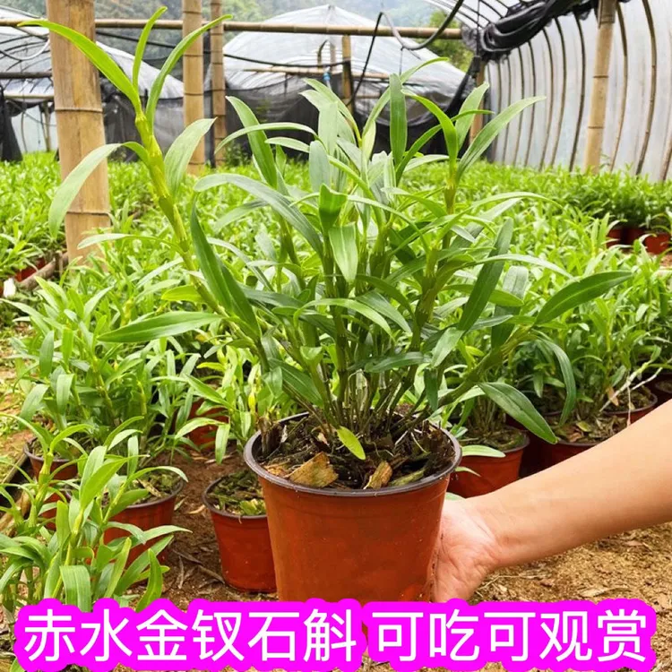 赤水金钗石斛苗贵州特产原盆成活苗绿植盆栽吊兰花非铁皮石斛苗
