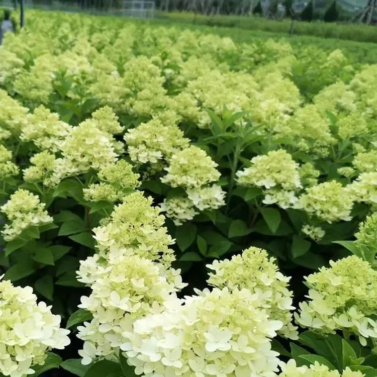 圆锥绣球石灰灯木绣球花香草草莓花园花苗花卉活力青柠盆栽植物