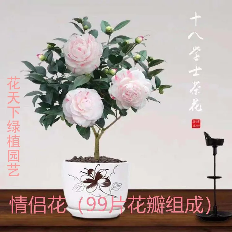 香妃山茶花树苗盆栽浓香型客厅种植外四季开花五色赤丹植物