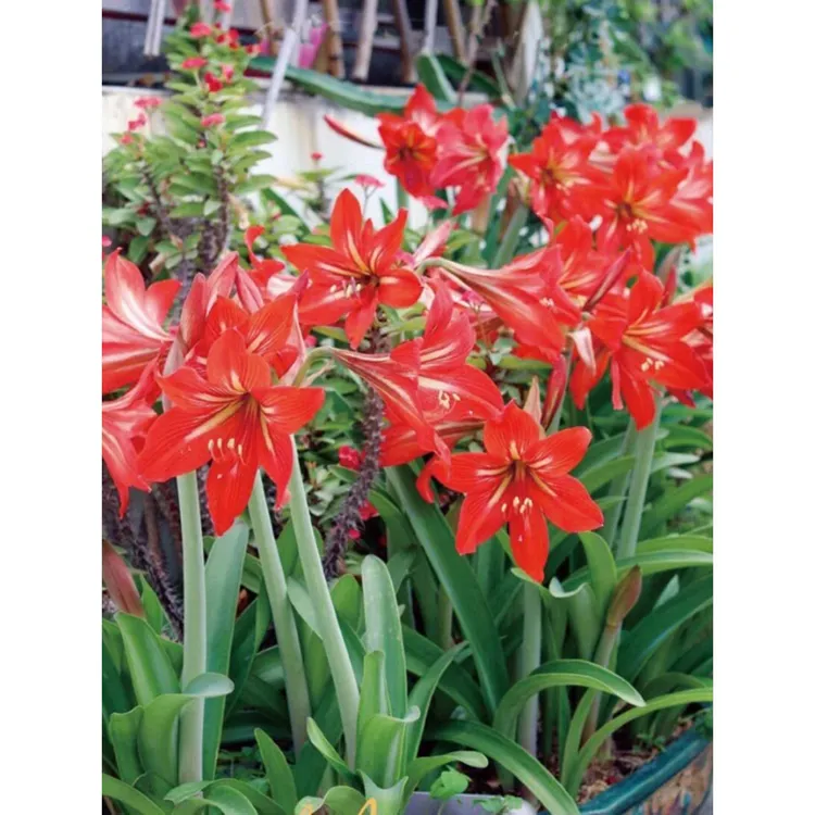 国产朱顶红种球土朱多年生单瓣盆栽带花卉室内外阳台庭院植物四季