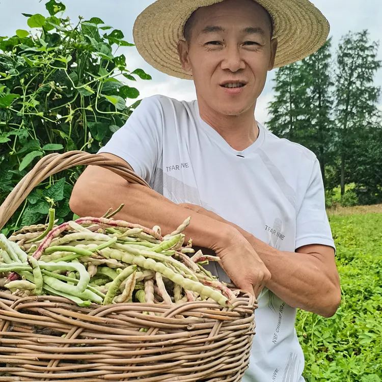 麻城农村地豇豆乡下豆角
