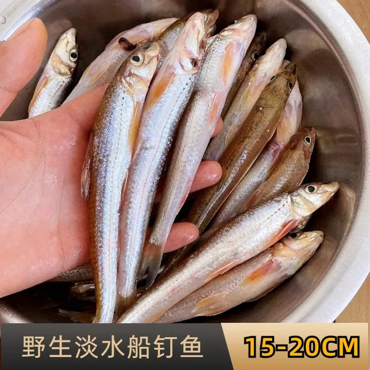 野生棍子鱼新鲜船钉鱼无盐沙锥鱼小杂鱼大号沙丁鱼鲜活野捕鱼