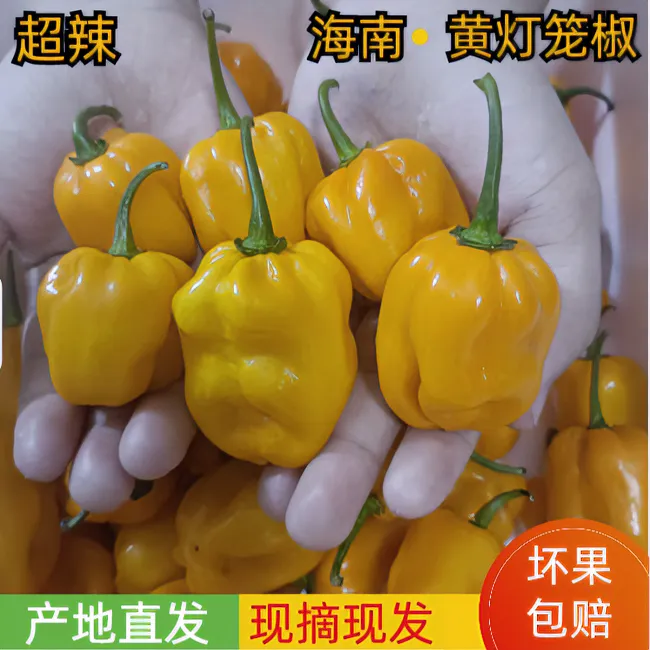 海南新鲜黄灯笼辣椒特辣口味现摘发货