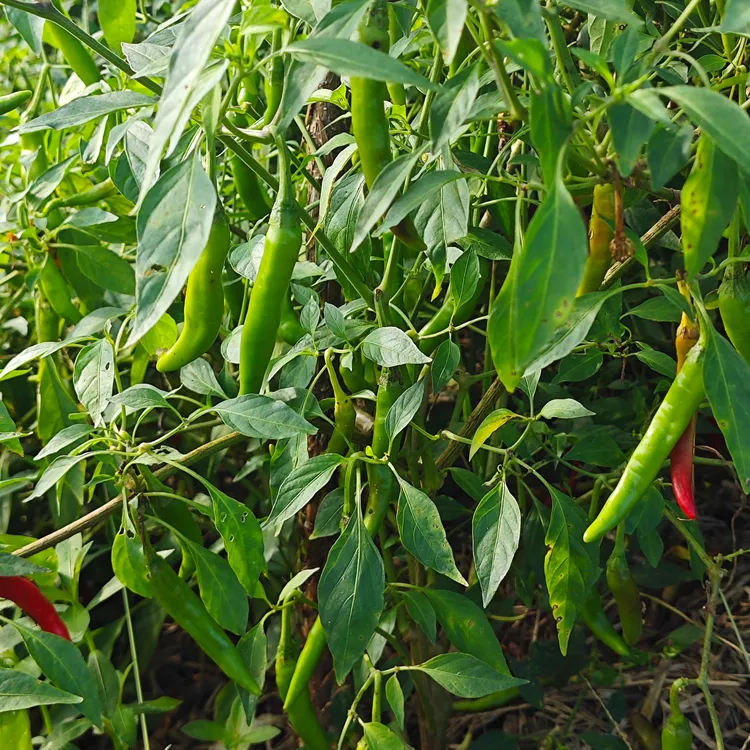 江西农村宜春本地黄椒青辣椒现摘现发味的到的辣味中辣1500g