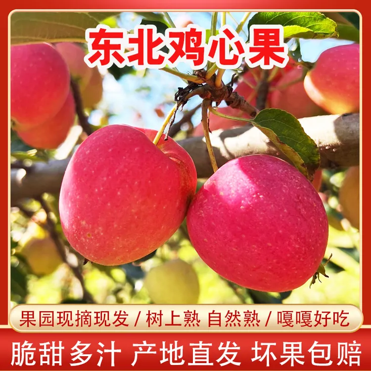 东北鸡心果 象牙山鸡心果 现摘现发脆甜多汁3斤5斤包邮