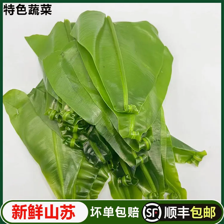 新鲜台湾山苏菜鸟巢蕨野菜王西餐菜250g酒店特色菜台湾食用山苏叶