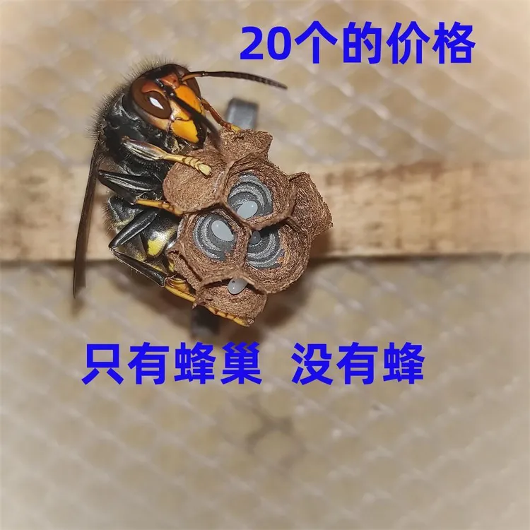 胡蜂3D蜂巢红娘金环大黑尾虎头蜂黄脚黑盾胡蜂养蜂人工模压蜂巢