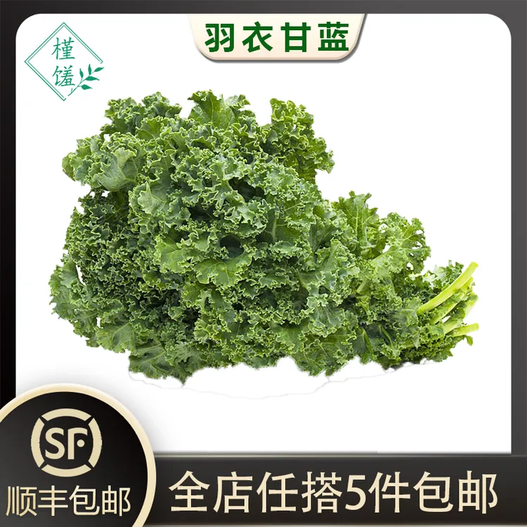 槿馐羽衣甘蓝250-500g 新鲜蔬菜嫩叶甘兰kale健身榨汁5件包邮