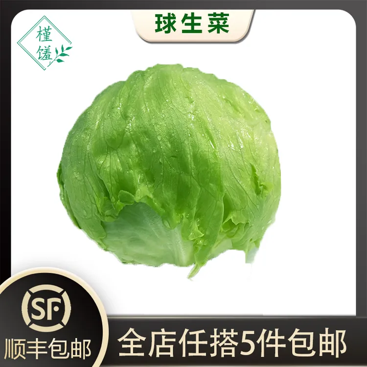 槿馐球生菜500g新鲜蔬菜沙拉食材汉堡球形西生菜源头农场 5件包邮