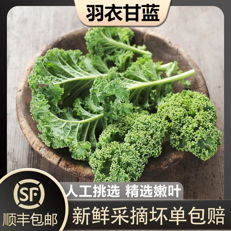 槿馐 羽衣甘蓝 新鲜嫩叶kale 轻食健身蔬菜榨汁 西餐食材蔬菜沙拉