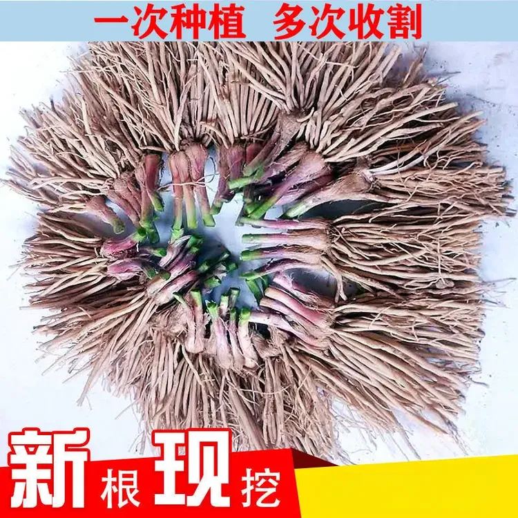 【好活】新韭菜韭菜苗现挖紫根红根宽叶韭菜四季阳台盆栽庭院栽种