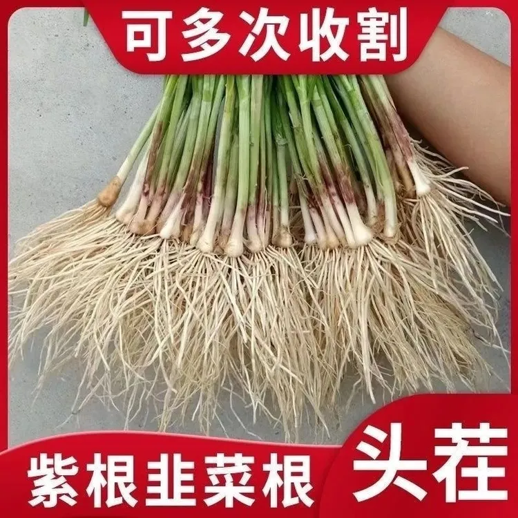 鲜嫩韭菜根韭菜苗紫根本地小香叶四季饱满盆栽园艺庭院种植好成活