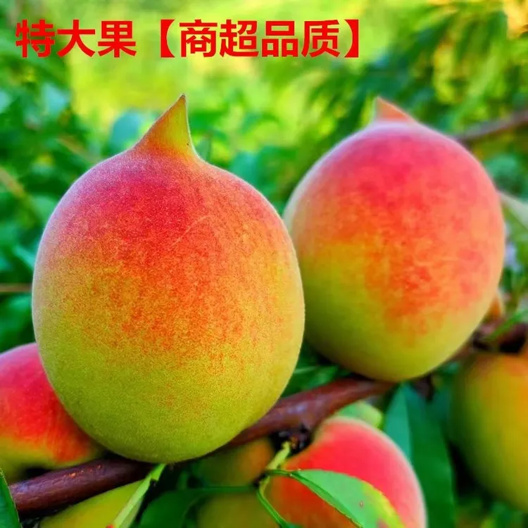 江西鹰嘴桃果园直发新鲜蜜桃非连平超甜脆桃子应季水果5斤9斤包邮