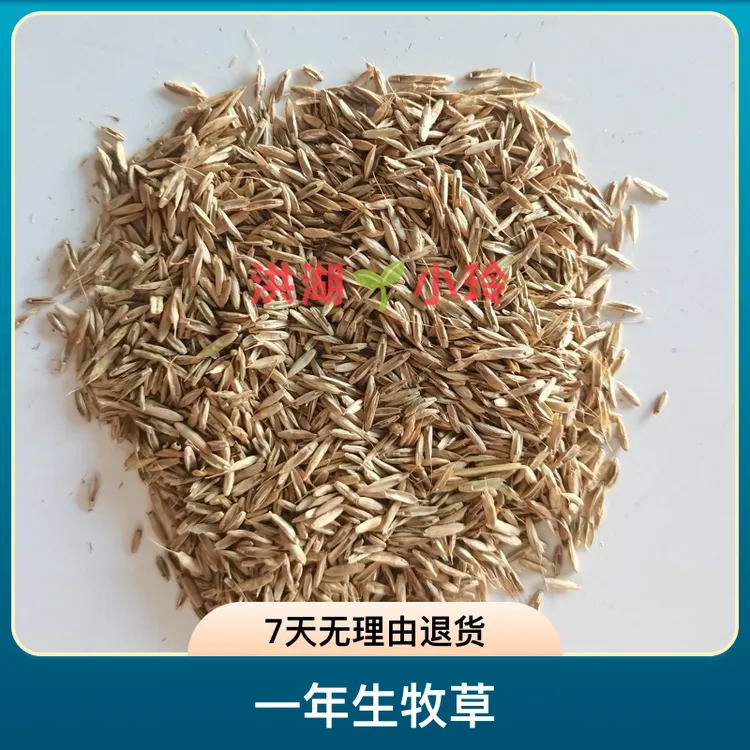 黑麦草种子小龙虾养殖用水草挺水植物护坡草草籽一年生进口牧草