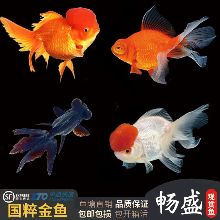 鱼招财金鱼锦鲤鹤顶红狮头小型淡水鱼好养观赏鱼宠物鱼冷水鱼活体