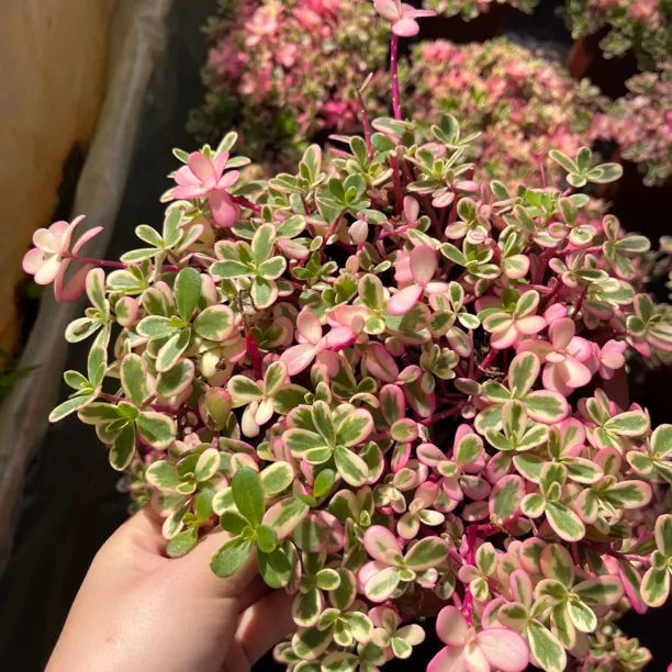 太阳花锦彩色开花多肉植物带半个土球发货