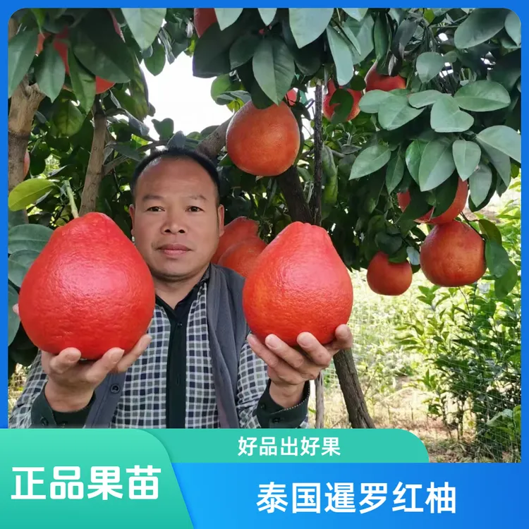 柚子树苗沙田柚桂柚白心红心蜜柚泰国越南青柚暹罗红柚苗带土带叶