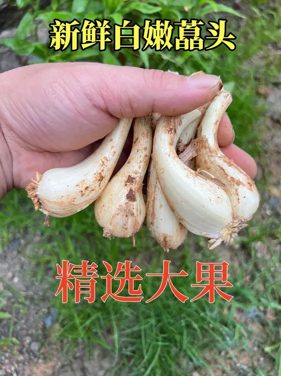 荞头美味茭头现挖新鲜农家自种1斤5斤无叶叫头教头江西大薤白藠头