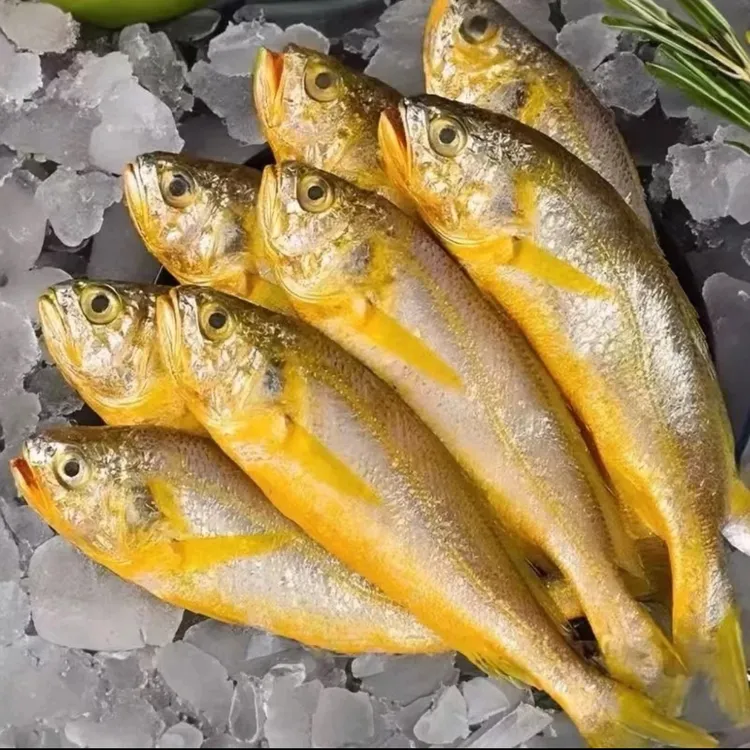 东海深海野生黄鱼小黄鱼深海捕捞（6条-7条/1斤）*3斤顺丰冷链包邮