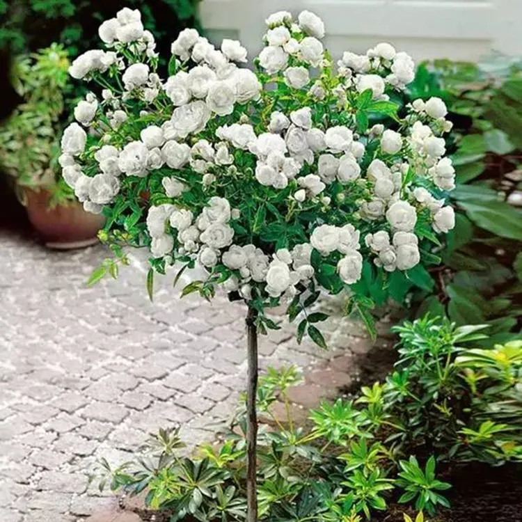 微月小棒棒糖树月季树状桩果汁庭院别墅种植玫瑰露台盆栽四季开花