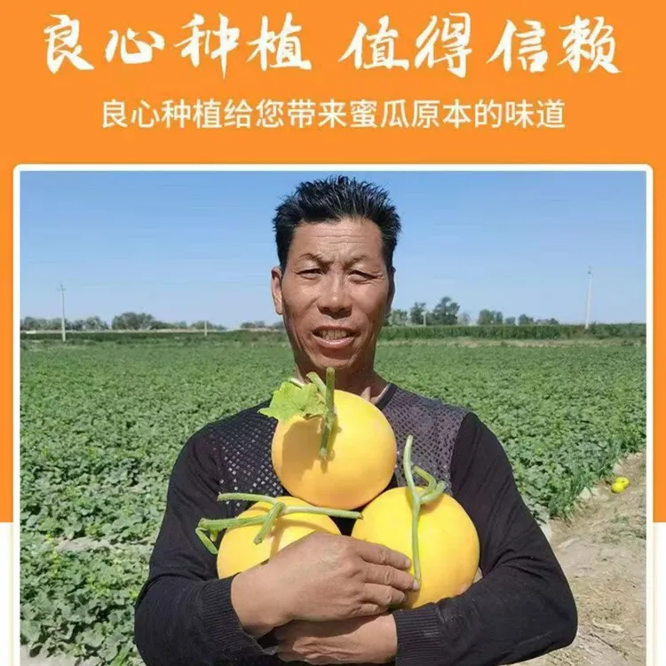 【坏果包赔】甘肃民勤沙漠哈密瓜新鲜金红宝水果产地直发6-9斤包邮