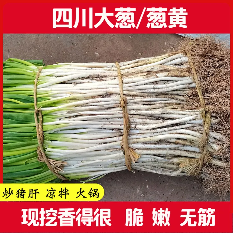 四川大葱新鲜葱黄小黄葱香葱四川特产农家自种时令蔬菜新鲜大葱