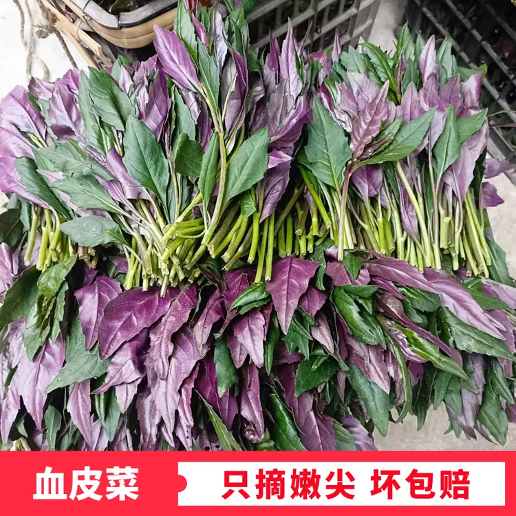 血皮菜新鲜现摘观音菜紫背菜红背菜四川时令蔬菜农家自种紫背天葵