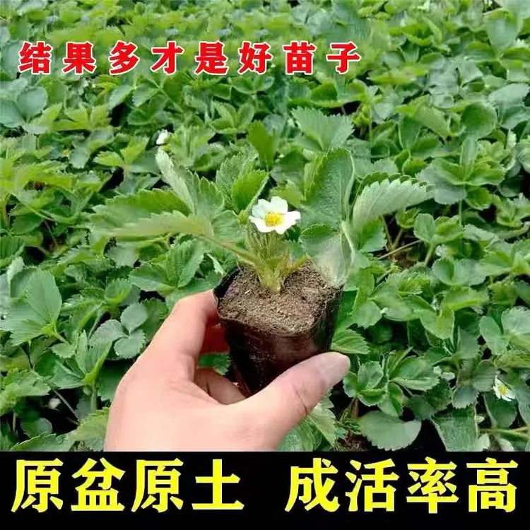 优质奶油草莓苗四季种植原盆土栽培阳台易种活南北方精选苗秧