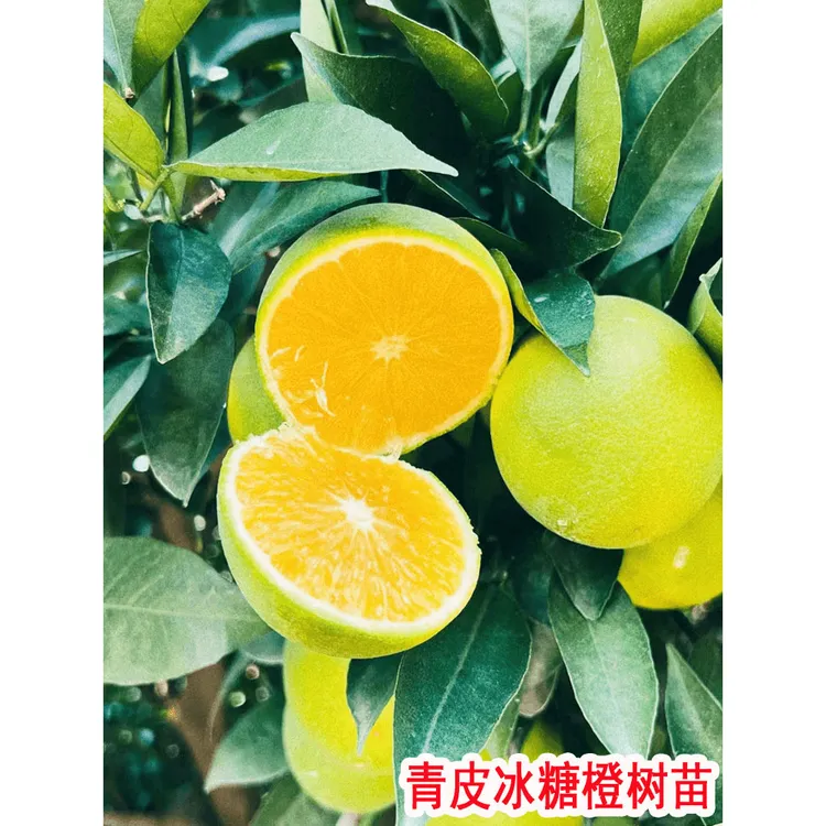 青皮冰糖橙苗浓甜无籽橙子树苗盆栽地栽南方北方庭院种植果树果苗