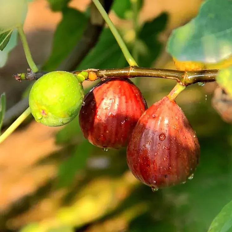 无花果树果苗特大波姬红芭劳奈斯特拉阳台四季盆栽各种水果苗种植