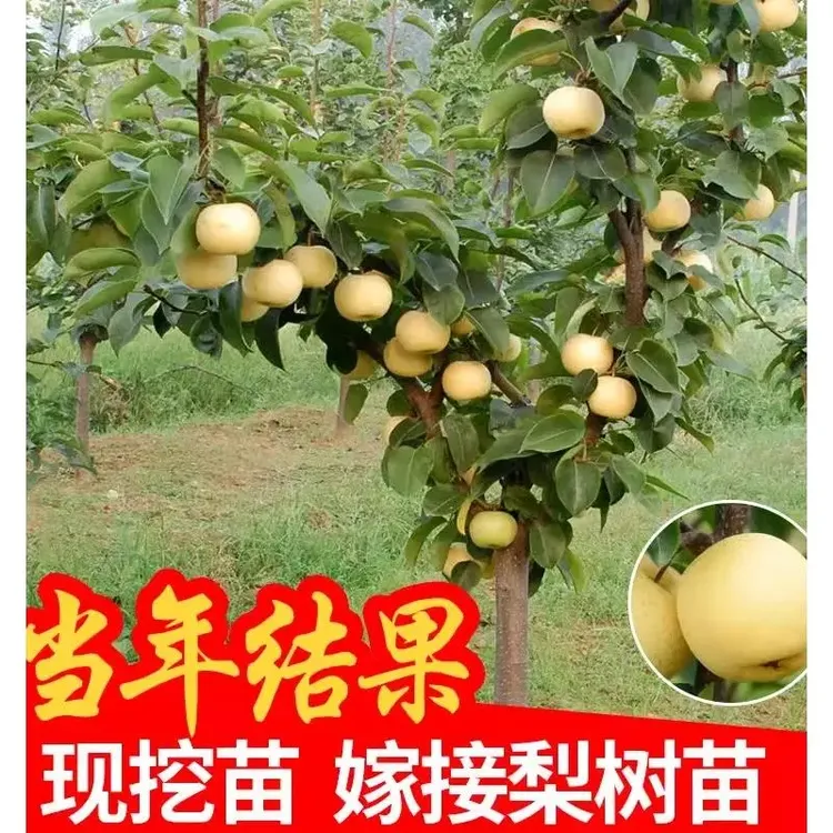 梨树果苗地栽南方北方种植当年结果早酥红梨特大果树苗嫁接梨树苗