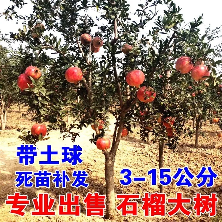 石榴树树苗突尼斯软籽庭院阳台南北方种植盆栽地栽特大石榴果树苗