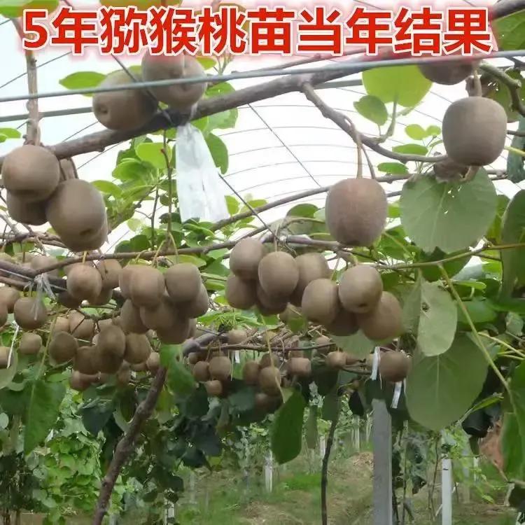红心猕猴桃树果苗嫁接公母同株徐香黄心软枣猕猴桃果树苗果苗大果