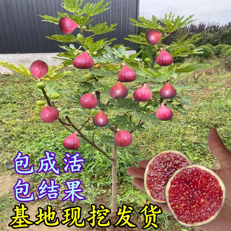 无花果树果苗盆栽地栽当年结果耐寒波姬红南方北方种植无花果树苗